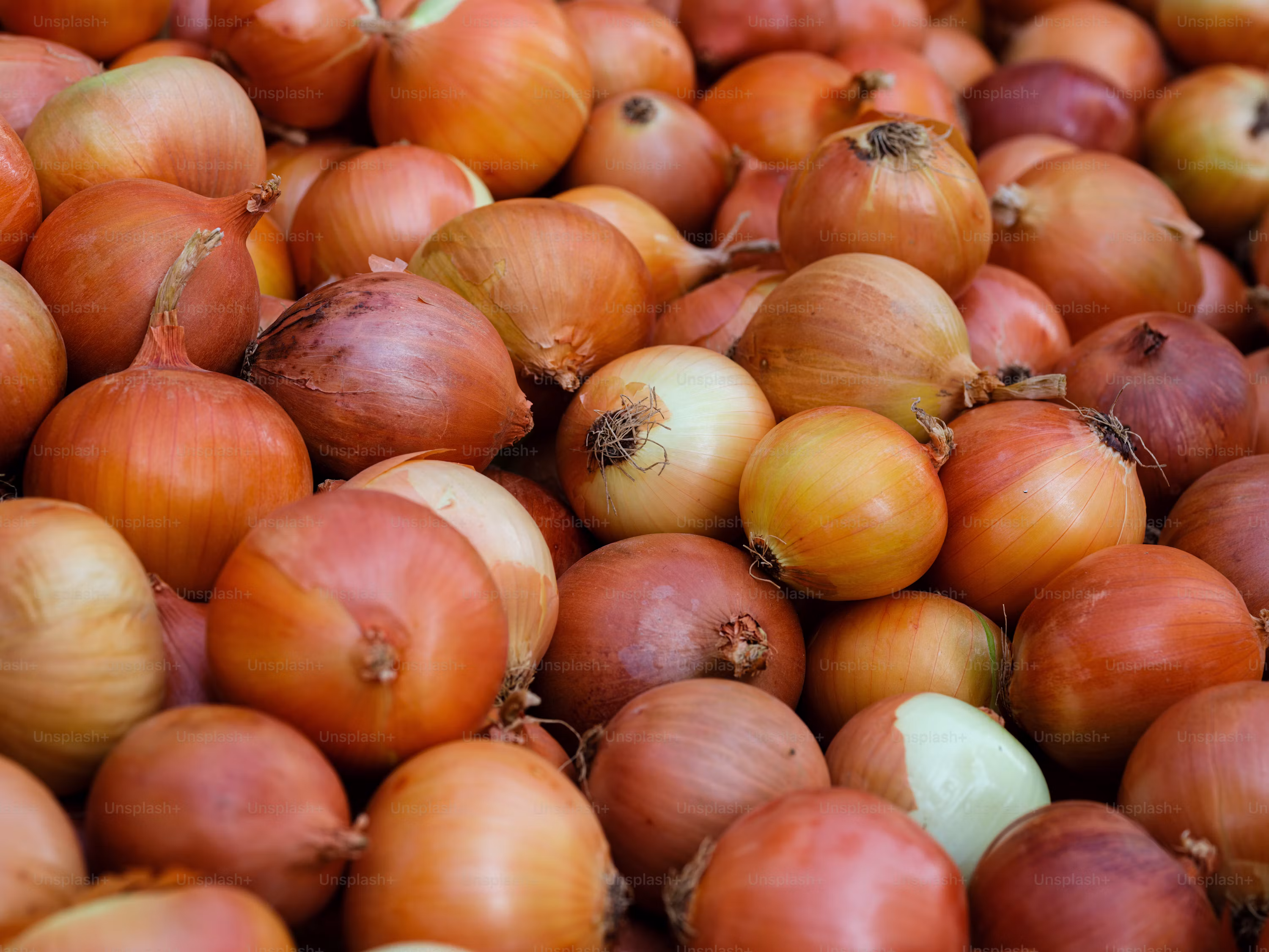 Onion